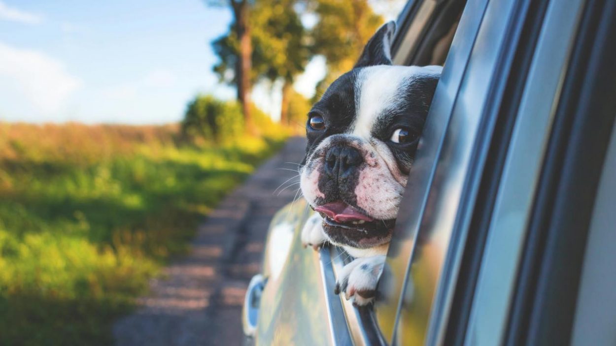 Animali in automobile - fonte_pexels - targetmotori.com