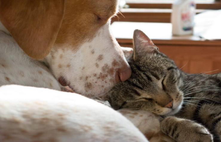 Cane e gatto che dormono l'uno accanto all'altro - foto web - targetmotori.com