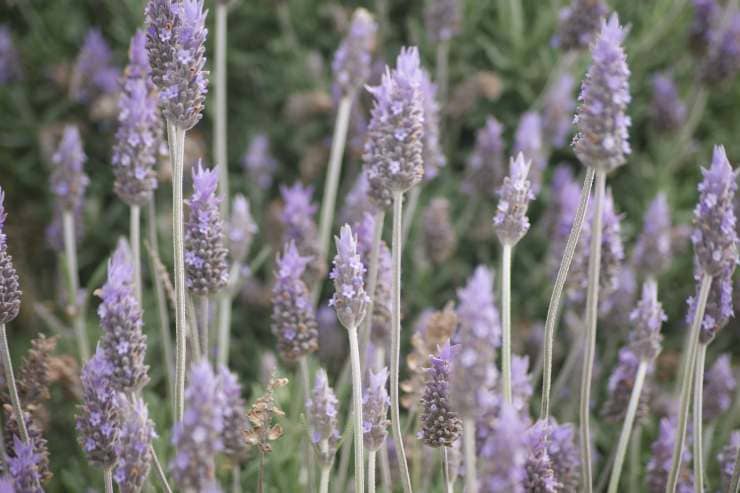 Fiori di lavanda profumati presenti in un campo - foto wikimedia commons - targetmotori.com